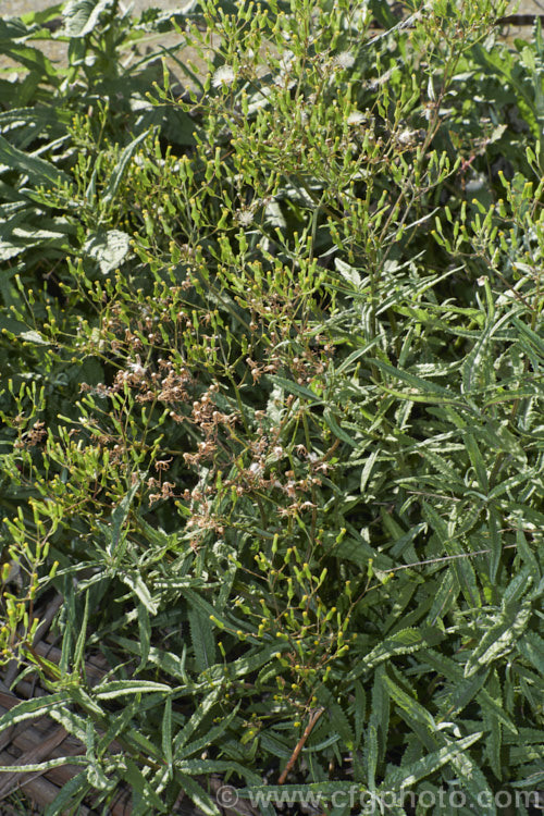 Shrubby. Fireweed, Toothed. Fireweed or Coastal Burnweed (<i>Senecio minimus</i>), a short-lived perennial, native to Australia and New Zealand, that can grow to 2m tall It produces petalless yellow flowerheads that can appear at any time but mostly in summer. senecio-3303htm'>Senecio.