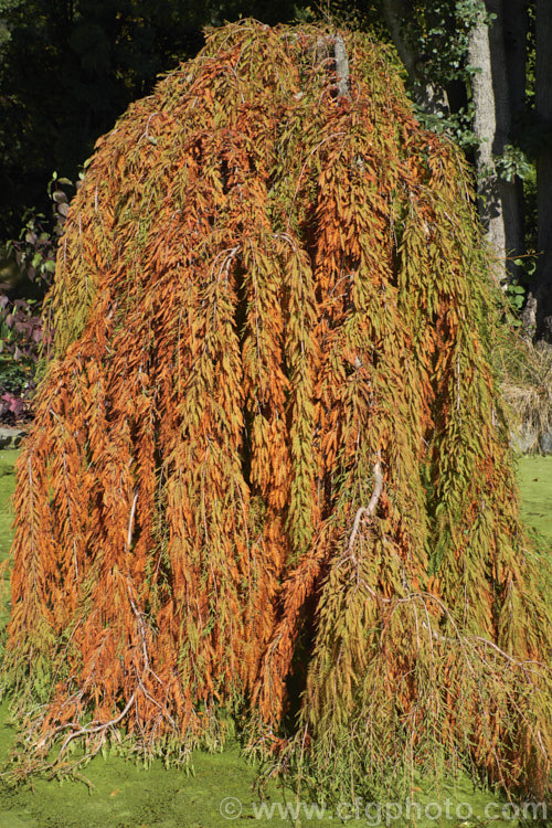 The autumn foliage of the Weeping Swamp Cypress or Weeping Bald. Cypress (<i>Taxodium distichum 'Cascade. Falls'), a cultivar one of the few deciduous conifers. Capable of growing in shallow water, this species is native to the southeast United States 'Cascade. Falls' is grafted onto standard rootstock and will spread as a groundcover once the branches reach the ground. taxodium-2129htm'>Taxodium. Order: Pinales, Family: Cupressaceae
