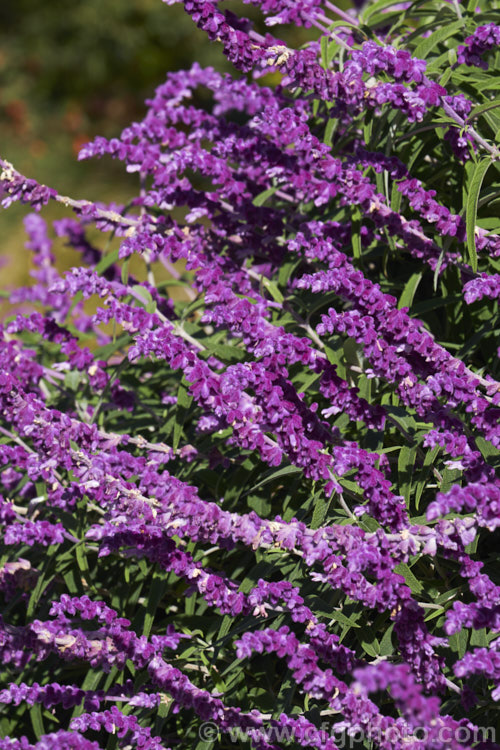 Mexican Bush Sage (<i>Salvia leucantha</i>), a long-flowering herbaceous perennial or evergreen small shrub that grows to about 12m tall and twice as wide. It is native to central and eastern Mexico. Order: Lamiales, Family: Lamiaceae