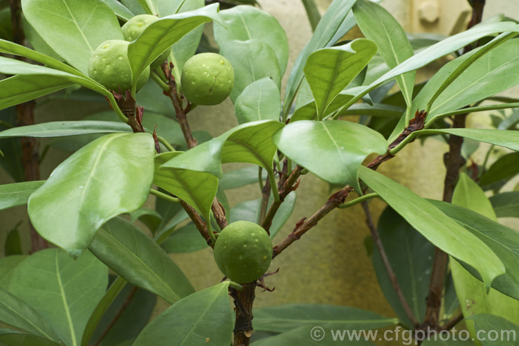 Ficus cyathistipula, a strongly branched evergreen tree up to 15m tall. Native to tropical Africa, it often starts life as an epiphyte. The fruits are yellow-brown when ripe and up to 3cm diameter. Order: Rosales, Family: Moraceae