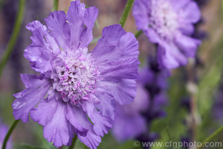 Scabiosa caucasica 'Compliment', a summer-flowering perennial native to the Caucasus It grows 60-80cm high 'Compliment' is a cultivar with especially large flowerheads. scabiosa-2488htm'>Scabiosa. <a href='caprifoliaceae-plant-family-photoshtml'>Caprifoliaceae</a>.