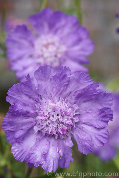 Scabiosa caucasica 'Compliment', a summer-flowering perennial native to the Caucasus It grows 60-80cm high 'Compliment' is a cultivar with especially large flowerheads. scabiosa-2488htm'>Scabiosa. <a href='caprifoliaceae-plant-family-photoshtml'>Caprifoliaceae</a>.