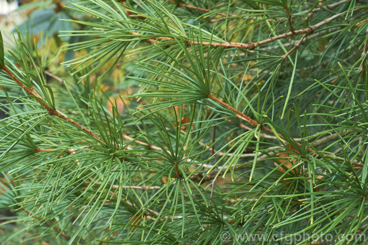 Japanese Umbrella. Pine (<i>Sciadopitys verticillata</i>), a stiffly erect 40m tree native to Japan. The sole member of its genus, it is widely grown for its symmetrical formal shape and bold foliage. sciadopitys-3293htm'>Sciadopitys. <a href='sciadopityaceae-plant-family-photoshtml'>Sciadopityaceae</a>.
