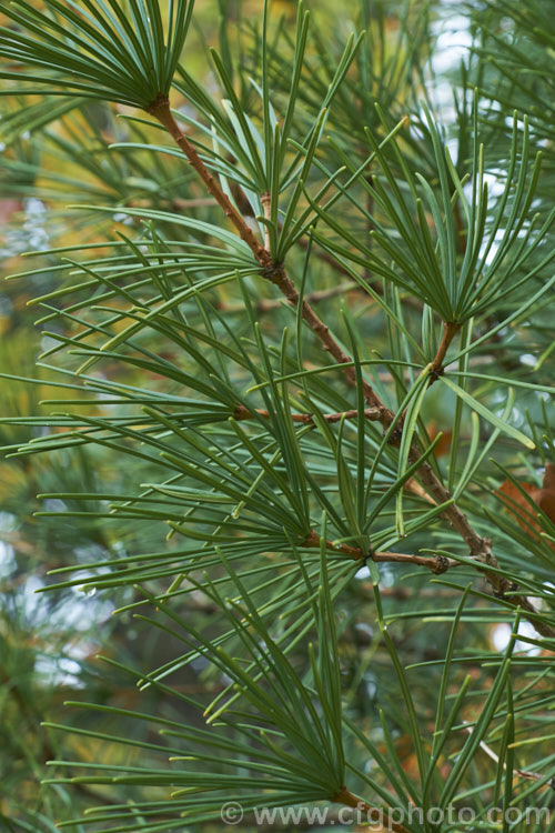 Japanese Umbrella. Pine (<i>Sciadopitys verticillata</i>), a stiffly erect 40m tree native to Japan. The sole member of its genus, it is widely grown for its symmetrical formal shape and bold foliage. sciadopitys-3293htm'>Sciadopitys. <a href='sciadopityaceae-plant-family-photoshtml'>Sciadopityaceae</a>.