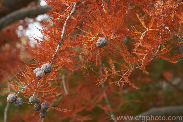 Late autumn foliage and near mature cones of the Swamp Cypress or Bald. Cypress (<i>Taxodium distichum</i>), one of the few deciduous conifers. Capable of growing in shallow water, this species is native to the southeast United States. taxodium-2129htm'>Taxodium. Order: Pinales, Family: Cupressaceae