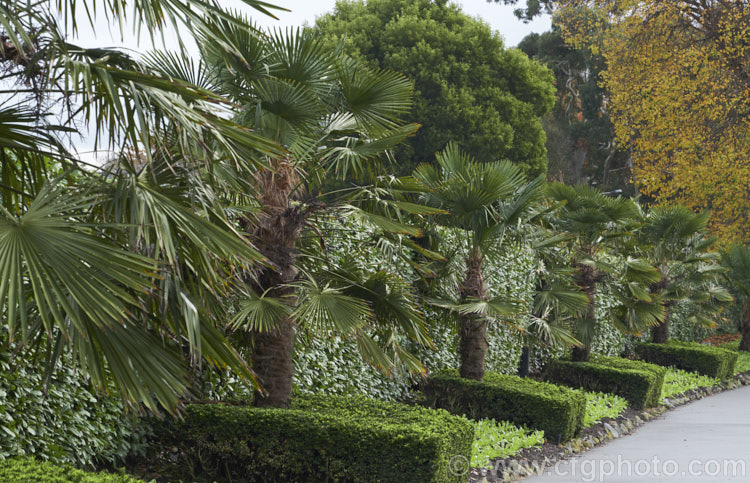 Chinese Windmill. Palm, Chusan. Palm or Hemp. Palm (<i>Trachycarpus fortunei</i>), a tough 10-20m tall fibrous-trunked fan palm from central and eastern China and Burma. trachycarpus-2555htm'>Trachycarpus.