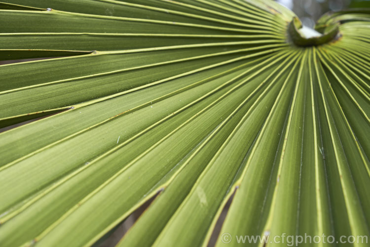Close up of the pleated leaf of a Chinese Windmill. Palm, Chusan. Palm or Hemp. Palm (<i>Trachycarpus fortunei</i>), a tough 10-20m tall fibrous-trunked fan palm from central and eastern China and Burma. trachycarpus-2555htm'>Trachycarpus.