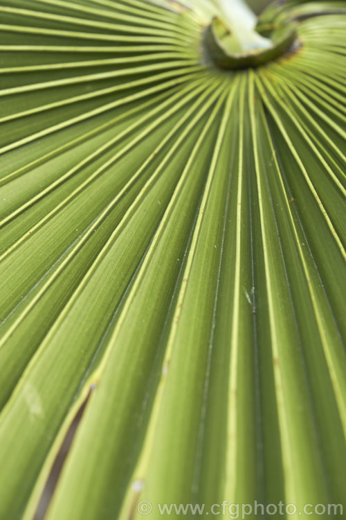 Close up of the pleated leaf of a Chinese Windmill. Palm, Chusan. Palm or Hemp. Palm (<i>Trachycarpus fortunei</i>), a tough 10-20m tall fibrous-trunked fan palm from central and eastern China and Burma. trachycarpus-2555htm'>Trachycarpus.