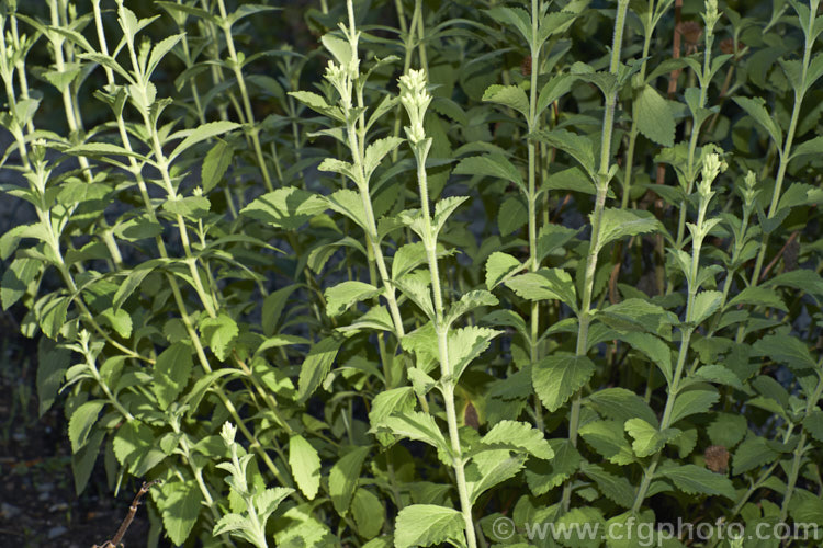 Sweetleaf or Sugarleaf (<i>Stevia rebaudiana</i>), a clumping, 50cm tall annual native to Paraguay. Its stems and foliage are very rich is sugars and can produce an extract with 300 times the sweetness of cane sugar. Stevia sugar has little effect on blood glucose and is often used as a sweetener in products for diabetics. Order: Asterales, Family: Asteraceae
