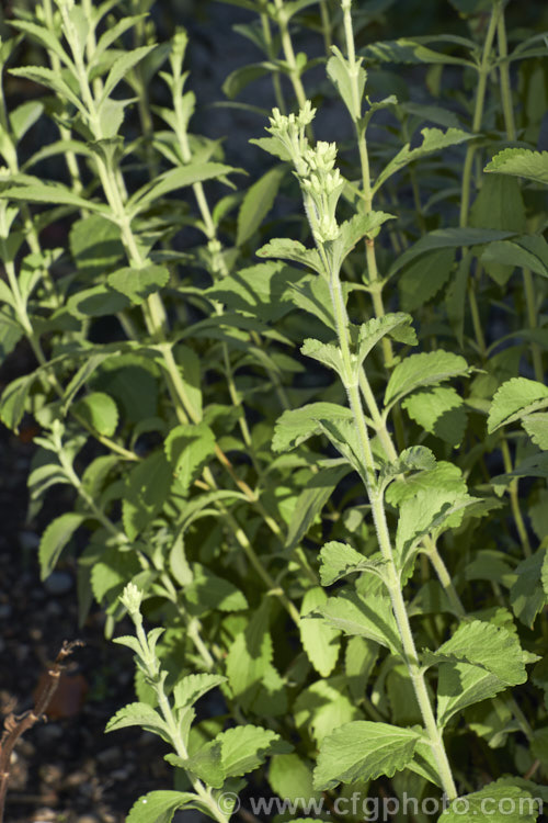 Sweetleaf or Sugarleaf (<i>Stevia rebaudiana</i>), a clumping, 50cm tall annual native to Paraguay. Its stems and foliage are very rich is sugars and can produce an extract with 300 times the sweetness of cane sugar. Stevia sugar has little effect on blood glucose and is often used as a sweetener in products for diabetics. Order: Asterales, Family: Asteraceae