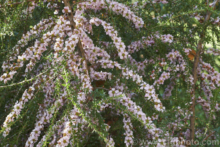 Pink Tea Tree (<i>Leptospermum squarrosum</i>), an evergreen shrub that grows to around 3m tall, often with a slightly weeping growth habit. It is native to the coastal sandstone regions of mid-New South Wales, Australia. The flowers appear in abundance in autumn, last into early winter and are impressively large
