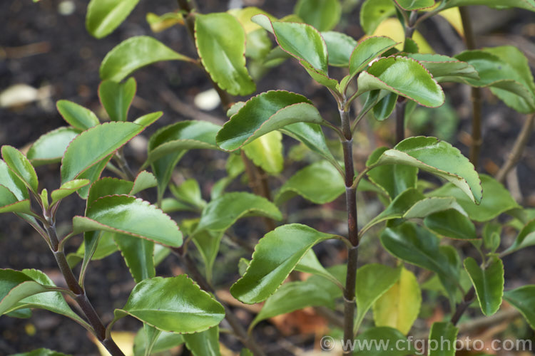 New Zealand Lilac (<i>Veronica hulkeana [syns. Heliohebe hulkeana, Hebe hulkeana]), a spring-flowering evergreen shrub found on rocky banks in North Canterbury and Marlborough, New Zealand It is popular in gardens but is often short-lived in cultivation