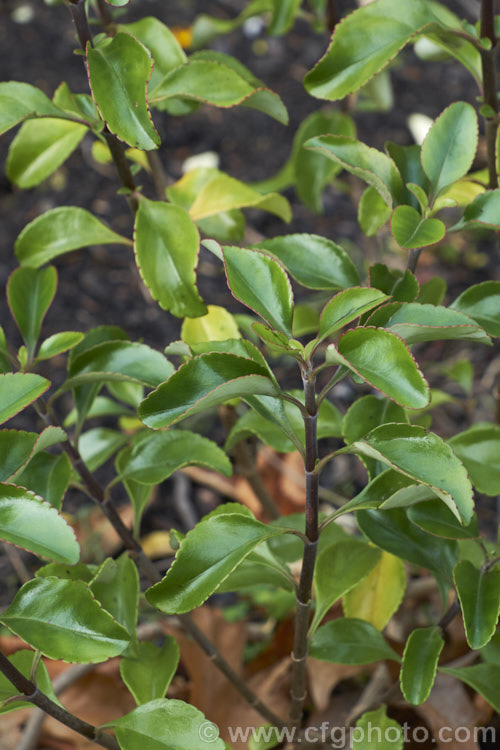 New Zealand Lilac (<i>Veronica hulkeana [syns. Heliohebe hulkeana, Hebe hulkeana]), a spring-flowering evergreen shrub found on rocky banks in North Canterbury and Marlborough, New Zealand It is popular in gardens but is often short-lived in cultivation