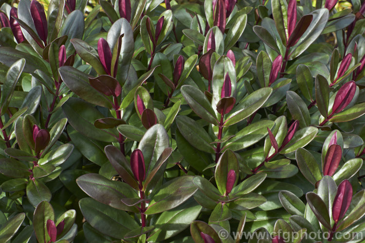 Veronica (syn. Hebe</i>) 'Wiri. Desire', one of the Wiri series of cultivars raised by Auckland. Botanic. Gardens' curator. Jack. Hobbs. It is derived from Veronica speciosa and closely resemble the purple-red foliaged forms of that species, though it appears to be more compact and hardier