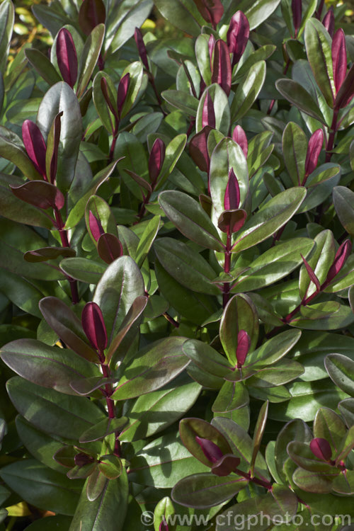 Veronica (syn. Hebe</i>) 'Wiri. Desire', one of the Wiri series of cultivars raised by Auckland. Botanic. Gardens' curator. Jack. Hobbs. It is derived from Veronica speciosa and closely resemble the purple-red foliaged forms of that species, though it appears to be more compact and hardier