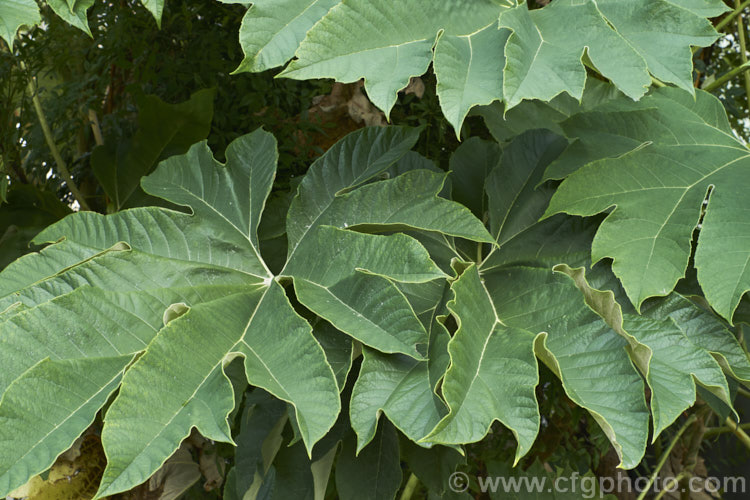 The mature foliage of the Rice. Paper Plant (<i>Tetrapanax papyrifer</i>), a large suckering shrub of the aralia family from Taiwan and possibly nearby parts of mainland. China. The pith and pulp of the stems has been used in the manufacture of high-grade paper. tetrapanax-3358htm'>Tetrapanax. Order: Apiales, Family: Araliaceae