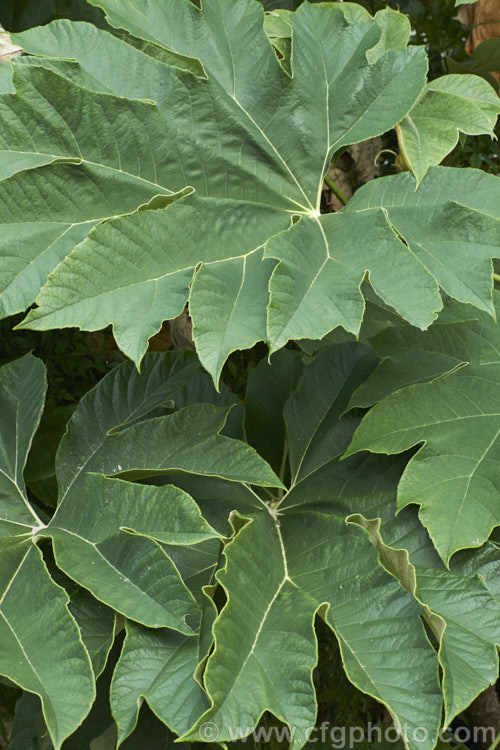 The mature foliage of the Rice. Paper Plant (<i>Tetrapanax papyrifer</i>), a large suckering shrub of the aralia family from Taiwan and possibly nearby parts of mainland. China. The pith and pulp of the stems has been used in the manufacture of high-grade paper. tetrapanax-3358htm'>Tetrapanax. Order: Apiales, Family: Araliaceae