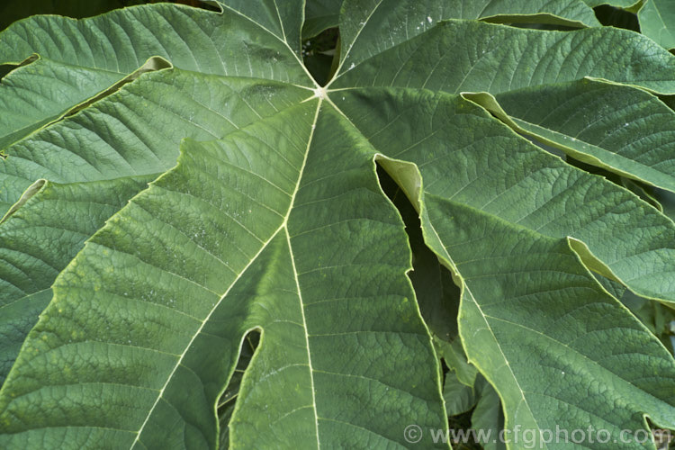 The mature foliage of the Rice. Paper Plant (<i>Tetrapanax papyrifer</i>), a large suckering shrub of the aralia family from Taiwan and possibly nearby parts of mainland. China. The pith and pulp of the stems has been used in the manufacture of high-grade paper. tetrapanax-3358htm'>Tetrapanax. Order: Apiales, Family: Araliaceae