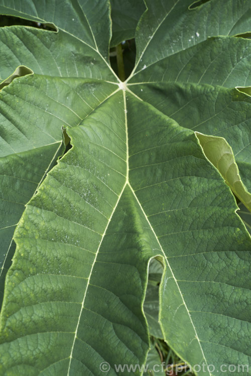 The mature foliage of the Rice. Paper Plant (<i>Tetrapanax papyrifer</i>), a large suckering shrub of the aralia family from Taiwan and possibly nearby parts of mainland. China. The pith and pulp of the stems has been used in the manufacture of high-grade paper. tetrapanax-3358htm'>Tetrapanax. Order: Apiales, Family: Araliaceae