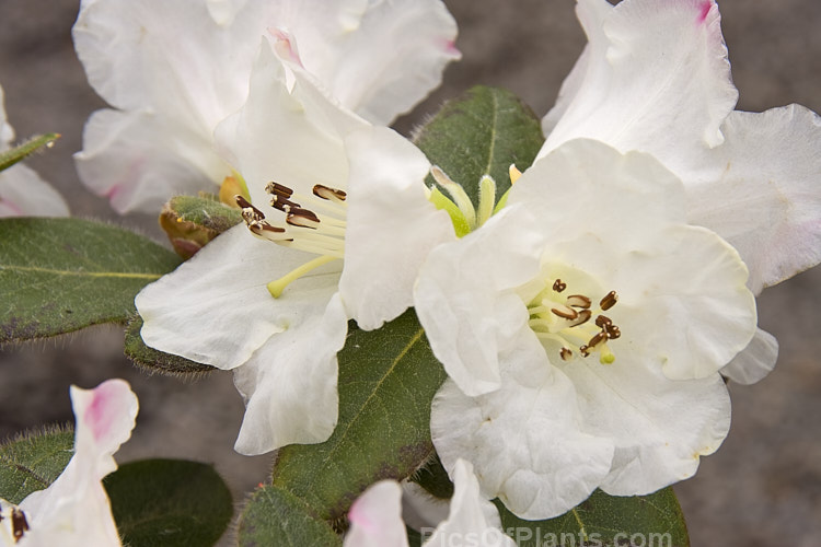 <i>Rhododendron</i> 'Alpine Meadow', a compact, early-flowering hybrid that is possibly a cultivar of Rhododendron leucaspis. Order: Ericales, Family: Ericaceae