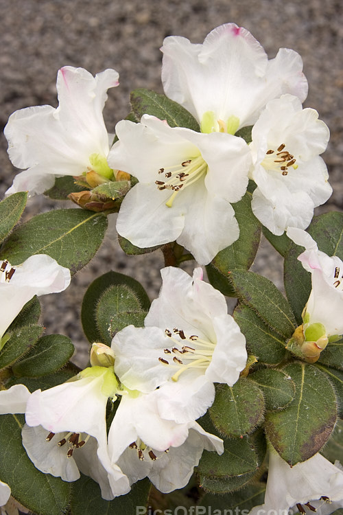 <i>Rhododendron</i> 'Alpine Meadow', a compact, early-flowering hybrid that is possibly a cultivar of Rhododendron leucaspis. Order: Ericales, Family: Ericaceae