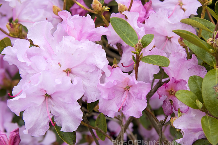 <i>Rhododendron</i> 'Spring Dance', a <i>Rhododendron triflorum</i> hybrid raised by Barto of the United States and introduced in 1962. It blooms early to midseason and grows to around 1.5m tall Order: Ericales, Family: Ericaceae