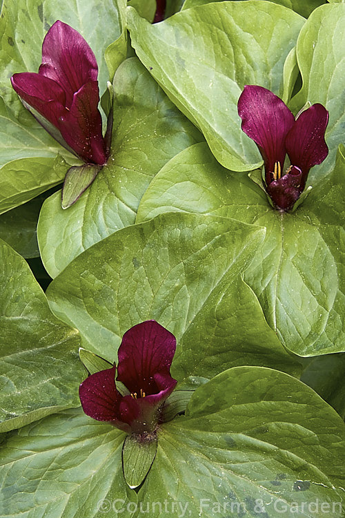Trillium chloropetalum var. giganteum, a large, long-petalled variety of the Giant Trillium native to California. There is some confusion over its status and relationship with Trillium kurabayashii. trillium-2304htm'>Trillium. <a href='melanthiaceae-plant-family-photoshtml'>Melanthiaceae</a>.