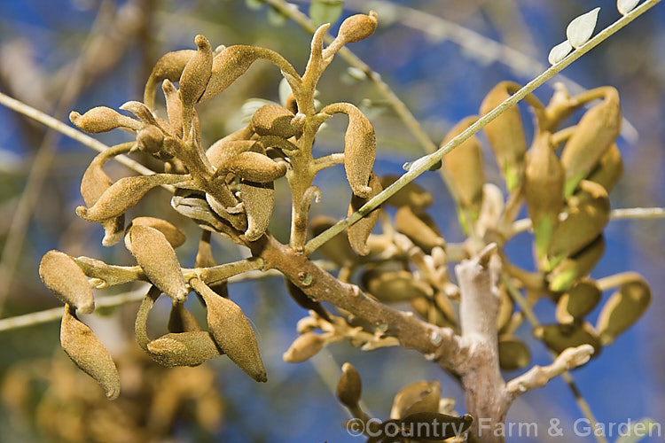 The near-open flower buds of the Kowhai (<i>Sophora tetraptera</i>), a briefly deciduous tree from New Zealand andChile. Its flowers are rich in nectar, appear from late winter (as the foliage drops</i>) and are a New Zealand national symbol. sophora-2142htm'>Sophora.