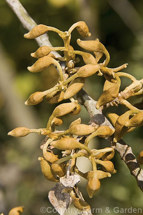 The near-open flower buds of the Kowhai (<i>Sophora tetraptera</i>), a briefly deciduous tree from New Zealand andChile. Its flowers are rich in nectar, appear from late winter (as the foliage drops</i>) and are a New Zealand national symbol. sophora-2142htm'>Sophora.