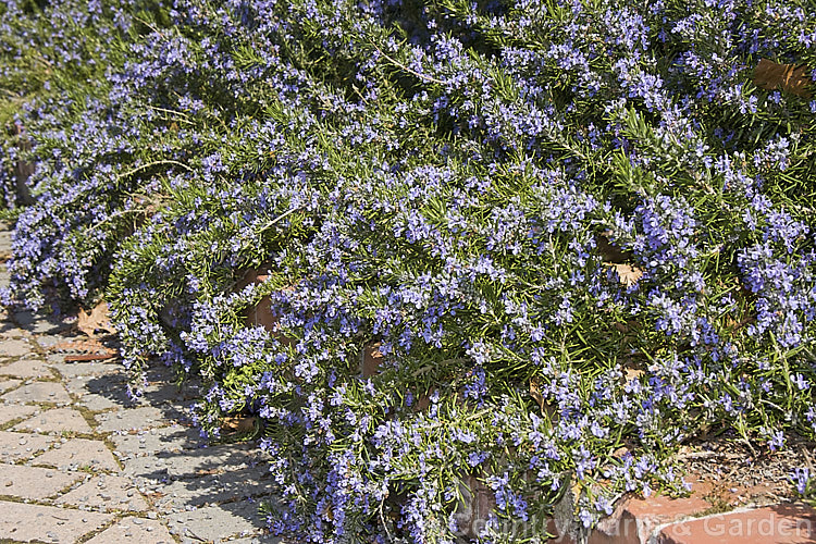 <i>Salvia rosmarinus</i> (syn. <i>Rosmarinus officinalis</i>) 'Irene', a prostrate rosemary cultivar with deep lavender blue flowers. Rosemary is a Mediterranean shrub, the flowers and foliage of which are used for fragrance and herbal purposes. Order: Lamiales, Family: Lamiaceae
