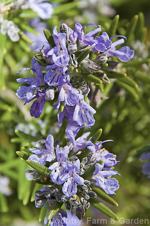 <i>Salvia rosmarinus</i> (syn. <i>Rosmarinus officinalis</i>) 'Irene', a prostrate rosemary cultivar with deep lavender blue flowers. Rosemary is a Mediterranean shrub, the flowers and foliage of which are used for fragrance and herbal purposes. Order: Lamiales, Family: Lamiaceae