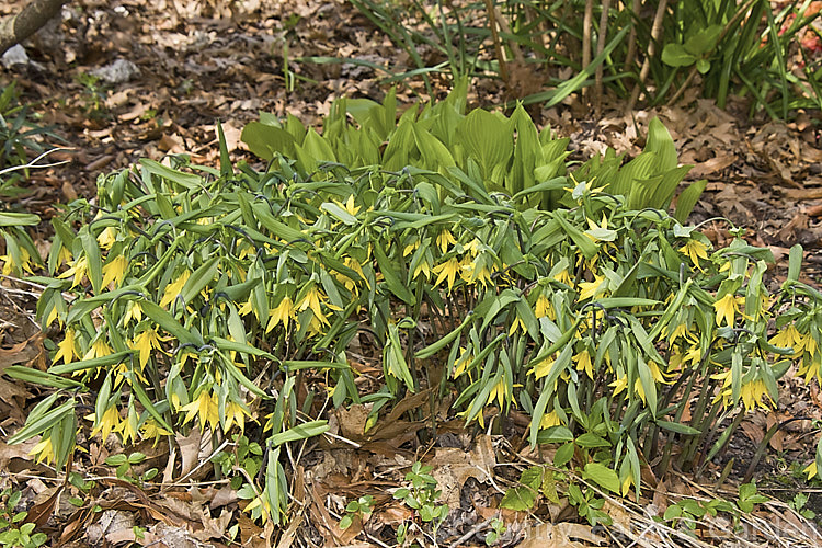 Bellwort (<i>Uvularia grandiflora</i>), a spring-blooming woodland perennial found from Quebec, Canada to Georgia, USA The flower stems are up to 75cm high, though lower at the flowering stage. uvularia-2752htm'>Uvularia. <a href='colchicaceae-plant-family-photoshtml'>Colchicaceae</a>.