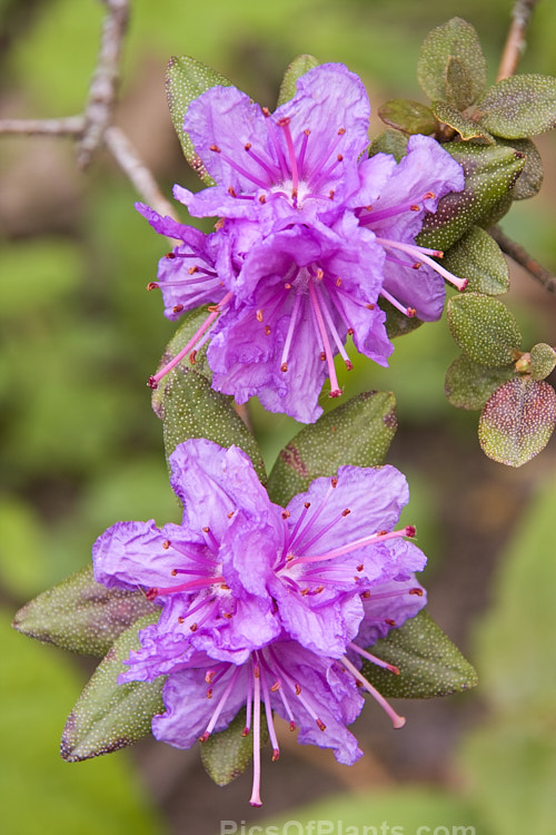 <i>Rhododendron scintillans</i>, a low, spreading bush found in the mountains of Yunnan, China at around 3300-4500m altitude. It has been used in breeding small rockery rhododendrons. Order: Ericales, Family: Ericaceae
