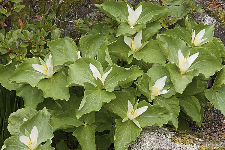 Sessile. Trillium or Toad. Trillium (<i>Trillium sessile</i>). This 10-25cm tall, spring-flowering perennial occurs in several forms in the eastern United States. It is often confused with its western cousin. Trillium chloropetalum. trillium-2304htm'>Trillium. <a href='melanthiaceae-plant-family-photoshtml'>Melanthiaceae</a>.