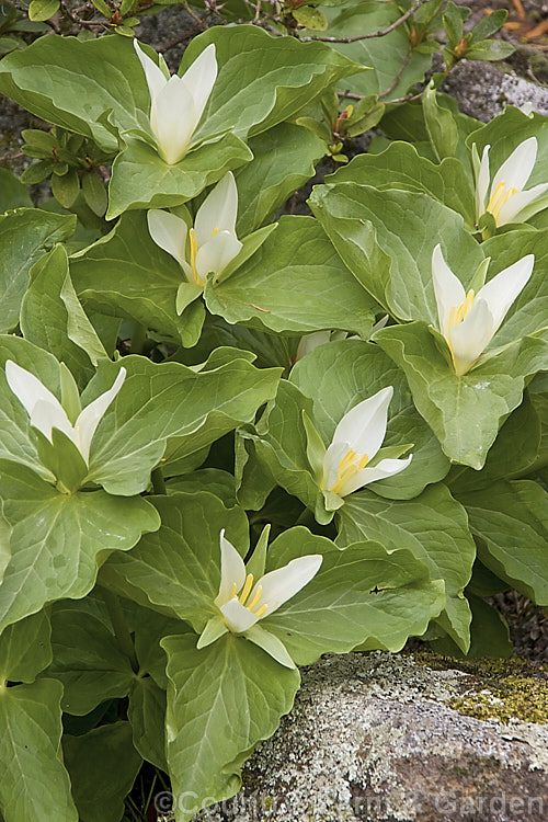 Sessile. Trillium or Toad. Trillium (<i>Trillium sessile</i>). This 10-25cm tall, spring-flowering perennial occurs in several forms in the eastern United States. It is often confused with its western cousin. Trillium chloropetalum. trillium-2304htm'>Trillium. <a href='melanthiaceae-plant-family-photoshtml'>Melanthiaceae</a>.