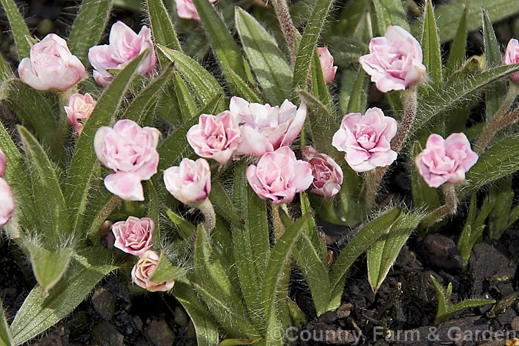Rhodohypoxis baurii 'Lily. Jean', a pale pink double-flowered cultivar of a low-growing, spreading, spring-blooming. South African perennial with hairy, rather grass-like stems