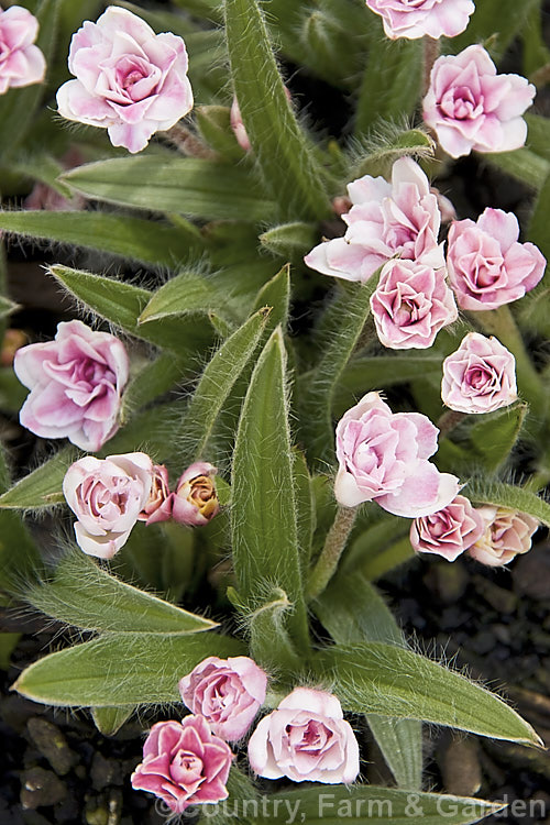 Rhodohypoxis baurii 'Lily. Jean', a pale pink double-flowered cultivar of a low-growing, spreading, spring-blooming. South African perennial with hairy, rather grass-like stems