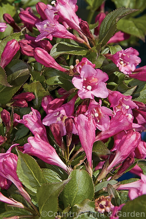 Weigela florida 'Minuet', a dwarf cultivar of a spring-flowering deciduous shrub native to northern China, Japan and Korea. The Canadian-raised 'Minuet' grows to around 1m tall x 15m wide and has dark, slightly purple-tinted foliage. weigela-2307htm'>Weigela. <a href='caprifoliaceae-plant-family-photoshtml'>Caprifoliaceae</a>.