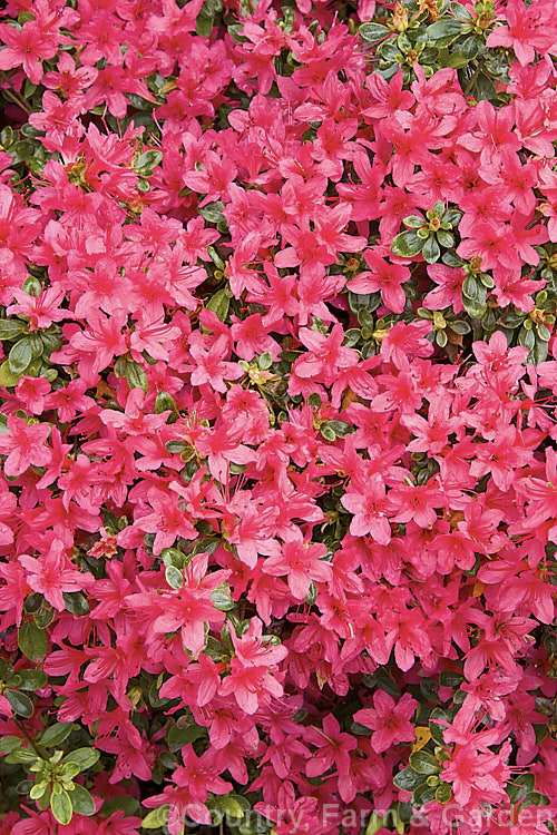 Rhododendron (evergreen azalea</i>) 'Christmas Cheer' (syn 'Ima. Shojo'), a very popular early-flowering. Kurume evergreen azalea with hose-in-hose flowers. One of the famous group of 1919 introductions by EH. Wilson known as Wilson's Fifty. It was number 36 of the 50 and has been widely grown ever since