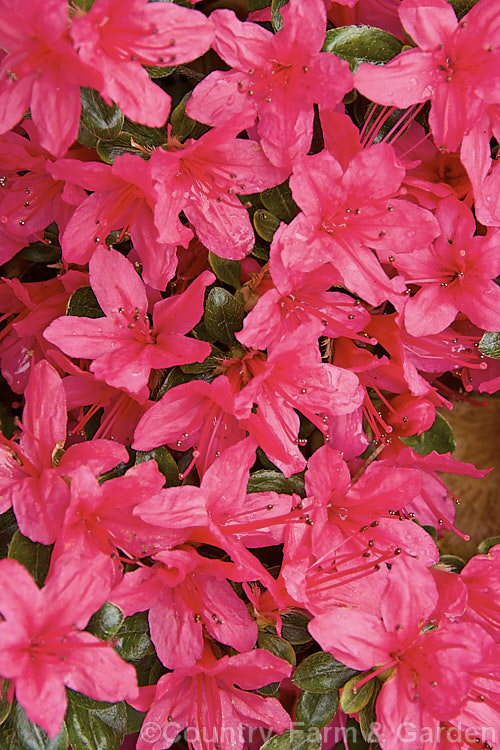 Rhododendron (evergreen azalea</i>) 'Christmas Cheer' (syn 'Ima. Shojo'), a very popular early-flowering. Kurume evergreen azalea with hose-in-hose flowers. One of the famous group of 1919 introductions by EH. Wilson known as Wilson's Fifty. It was number 36 of the 50 and has been widely grown ever since