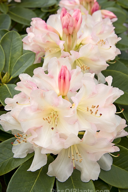<i>Rhododendron</i> 'Unique' (<i>Rhododendron campylocarpum</i> subsp. <i>campylocarpum”</i> x unknown</i>), a hybrid raised by Slocock of Britain in the early 1930s. It is very popular and is notable for the colour changes from bud to open flower. Order: Ericales, Family: Ericaceae