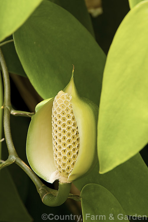 The flowerhead of Scindapsus 'Golden Gem', a yellow foliaged form of tropical liana that is usually grown as a house plant. scindapsus-3294htm'>Scindapsus.