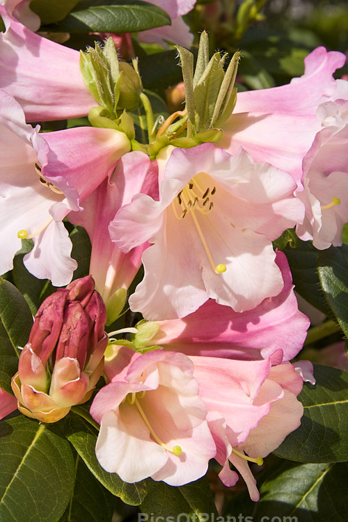 <i>Rhododendron</i> 'Countess of Haddington' (<i>Rhododendron ciliatum</i> x <i>Rhododendron dalhousiae</i>), bred before 1865, this hybrid has loose clusters of large, mildly fragrant flowers and slightly hairy foliage. Order: Ericales, Family: Ericaceae