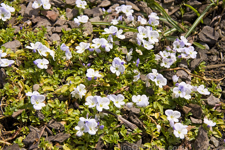 <i>Veronica repens</i>, a tiny, prostrate, spreading, evergreen, spring-flowering perennial native to Spain and Corsica. The flower colour ranges from very pale blue to pink or white. It is widely cultivated as a rockery plant. Order: Lamiales, Family: Plantaginaceae