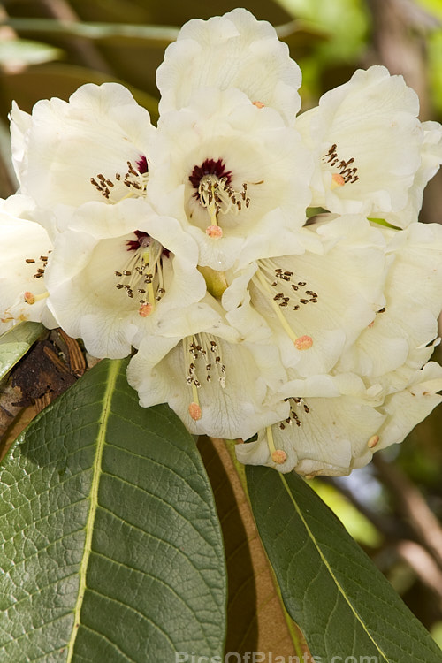 <i>Rhododendron sinogrande</i>, usually regarded as the largest-leafed of all the rhododendron species, this early-flowering, small to medium-sized tree is found in southwestern China and northeastern Burma. The leaves can be up to 90cm long, though 30cm is more common. Order: Ericales, Family: Ericaceae