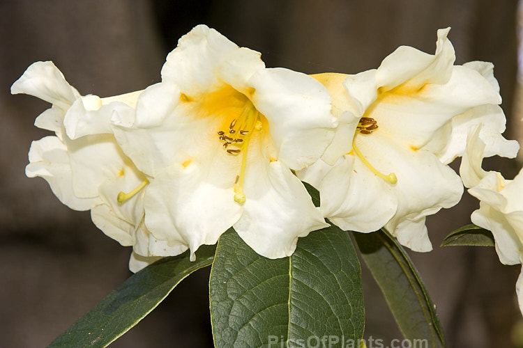 <i>Rhododendron</i> 'Floral Sun' (<i>Rhododendron nuttallii</i> x 'R.W. Rye'), a mildly fragrant hybrid raised by Mark Jury of New Zealand. The bush is compact, with flower trusses that are impressively large for a small plant. The cream to soft yellow colour is very distinctive. Order: Ericales, Family: Ericaceae