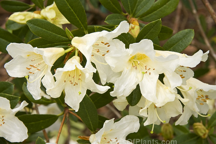 <i>Rhododendron johnstoneanum</i>, a variably sized shrub native to Assam and Manipur, India Its flowers are sometimes faintly scented and while usually white, they also occur in soft yellow to very pale pink shades. Order: Ericales, Family: Ericaceae