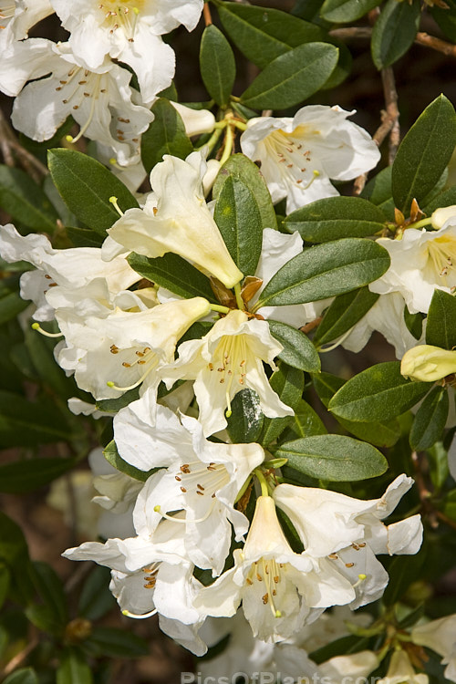 <i>Rhododendron johnstoneanum</i>, a variably sized shrub native to Assam and Manipur, India Its flowers are sometimes faintly scented and while usually white, they also occur in soft yellow to very pale pink shades. Order: Ericales, Family: Ericaceae