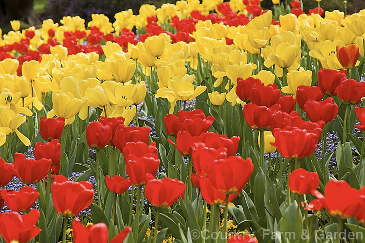 Part of a large formal planting of tulips inter-planted with forget-me-nots and primroses. Order: Liliales, Family: Liliaceae