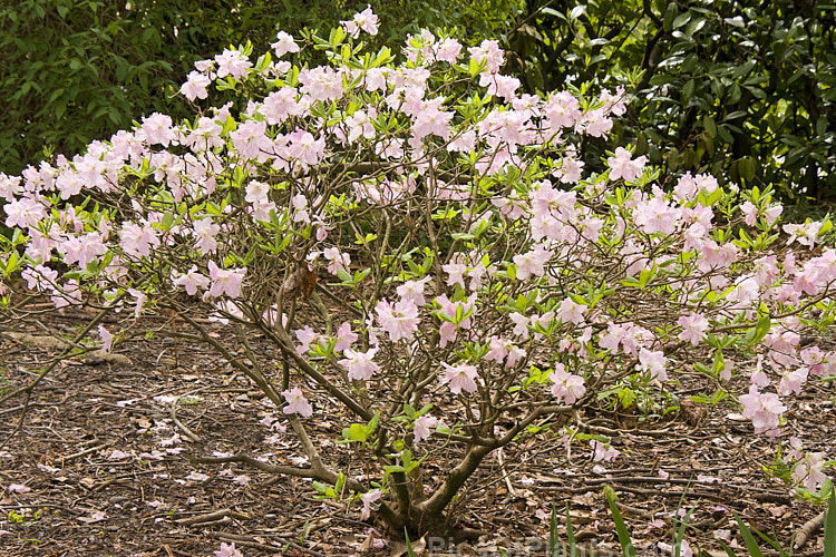 <i>Rhododendron schlippenbachii</i>, a deciduous azalea native to Korea, Manchuria and nearby parts of Russia. It grows to around 1.2m tall, with a rather spreading habit and its flowers open with the young spring leaves. It often produces vivid autumn foliage colour. Order: Ericales, Family: Ericaceae